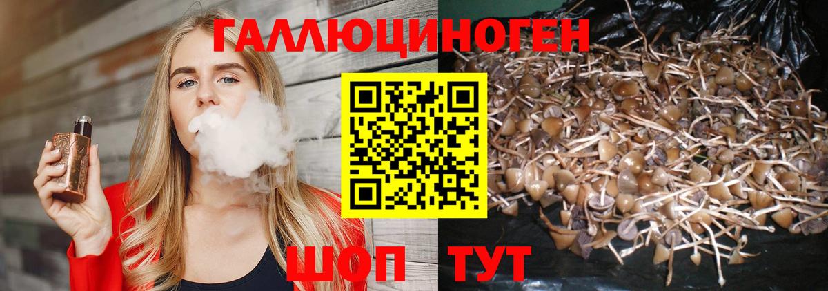 Сунжа  наркота  Вход с VPN  Псилоцибиновые грибы Cubensis 